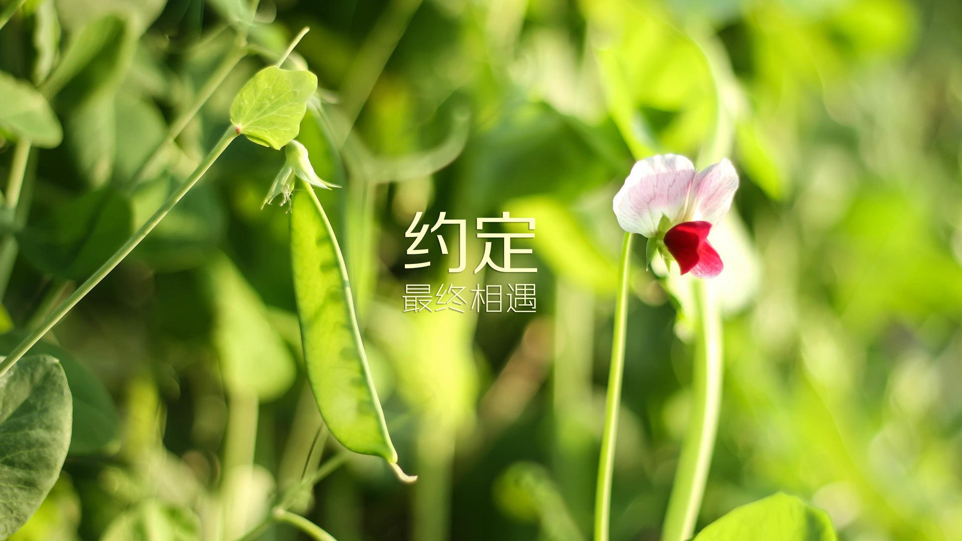 克罗托内-负于拉齐奥，战绩不佳，克罗托内球员