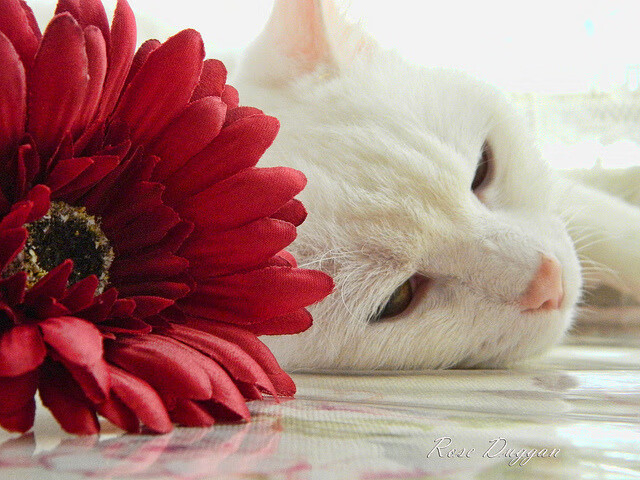 中超俱乐部赞助商活跃度提升，中超联赛赞助