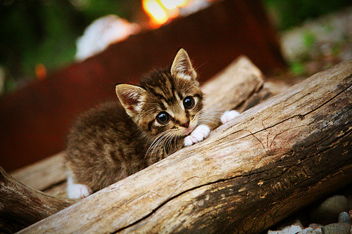 仰泳双线作战 德国稳步前行,双旭教仰泳第四课